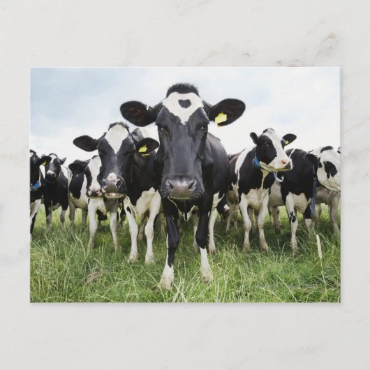 Koeien die in een rij op camera staan briefkaart (Voorkant)