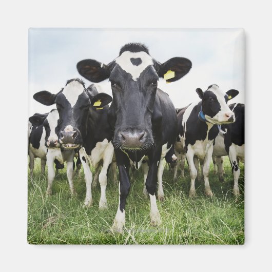 Koeien die in een rij op camera staan magneet (Voorkant)