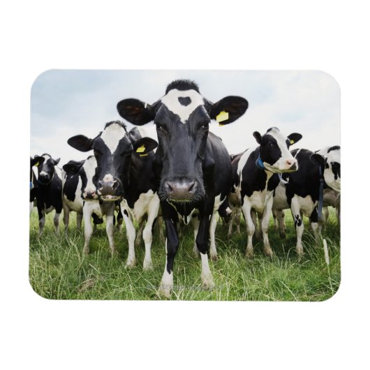 Koeien die in een rij op camera staan magneet (Horizontaal)