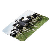 Koeien die in een rij op camera staan magneet (Linkerzijde)