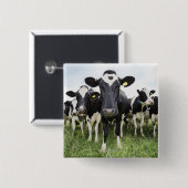Koeien die in een rij op camera staan vierkante button 5,1 cm (Voorkant /achterkant)