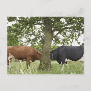 Koeien die met de ogen achter de boom staan briefkaart