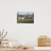 Koeien die rusten in de velden Poster (Keuken)