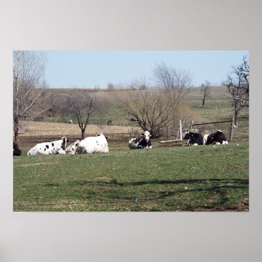 Koeien die rusten in de velden Poster (Voorkant)