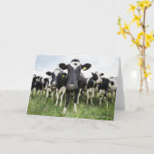 Koeien die zich in een rij bevinden die camera kaart (Gele Bloem)