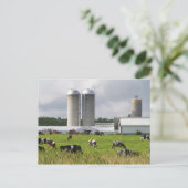 Koeien en boerderij in de buurt van Taylor County Briefkaart (Staand voorkant)