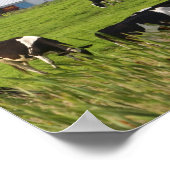 Koeien en boerderij in de buurt van Taylor County Poster (Hoek)