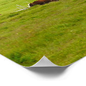 Koeien en Eldborg Crater IJsland Poster (Hoek)