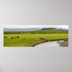 Koeien en Eldborg Crater IJsland Poster