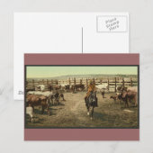 Koeien en koeien briefkaart (Voorkant / Achterkant)