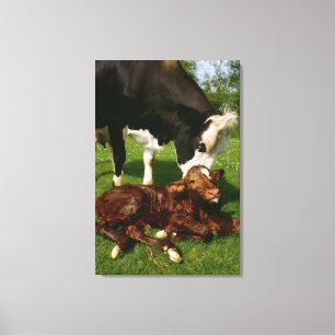 Koeien en pasgeboren kalveren canvas afdruk