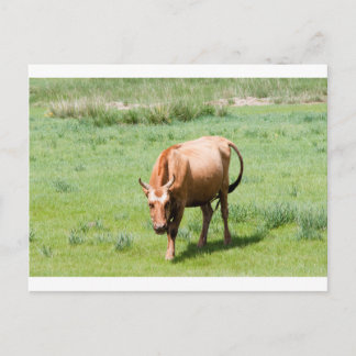 koeien en stieren briefkaart