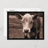 Koeien en vliegen briefkaart (Voorkant / Achterkant)