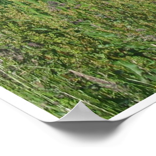 Koeien Foto Poster (Hoek)