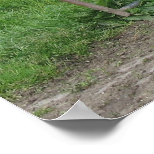 Koeien Foto Poster (Hoek)