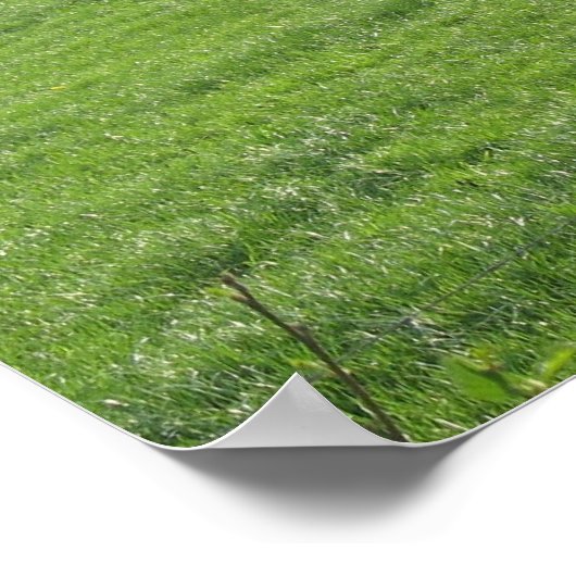 Koeien Foto Poster afdrukken (Hoek)