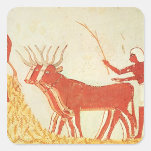 Koeien gebruiken om tarwe te trampen vierkante sticker