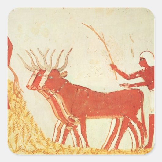 Koeien gebruiken om tarwe te trampen vierkante sticker (Voorkant)