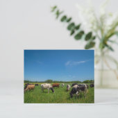 Koeien grazen bij Nice Farms Creamery Briefkaart (Staand voorkant)