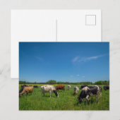 Koeien grazen bij Nice Farms Creamery Briefkaart (Voorkant / Achterkant)