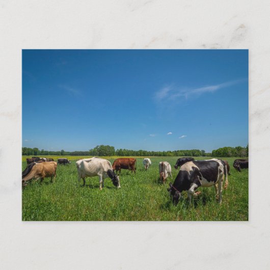 Koeien grazen bij Nice Farms Creamery Briefkaart (Voorkant)