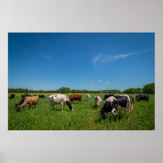 Koeien grazen bij Nice Farms Creamery Poster