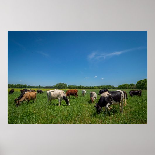 Koeien grazen bij Nice Farms Creamery Poster (Voorkant)