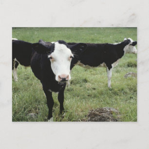 Koeien grazen in de weide, Nova Scotia, Canada Briefkaart