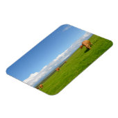 Koeien grazen in een weide, Ierland rechthoekige m Magneet (Linkerzijde)