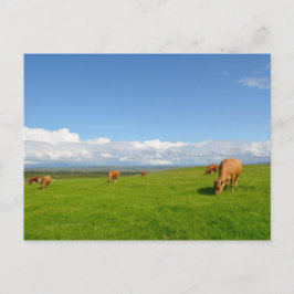 Koeien grazen in een weide in het Ierse briefkaart
