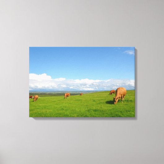 Koeien grazen in een weide in Ierland canvas print (Voorkant)