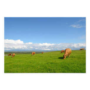 Koeien grazen in een weide in Ierland foto's afdru Foto Afdruk