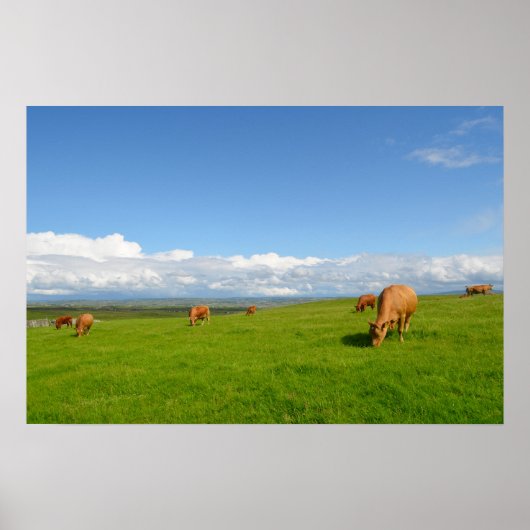 Koeien grazen in een weide in Ierland poster (Voorkant)