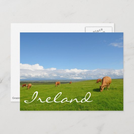Koeien grazen in een weide in Ierland tekst briefk Briefkaart (Voorkant / Achterkant)