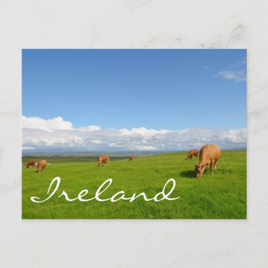 Koeien grazen in een weide in Ierland tekst briefk Briefkaart (Voorkant)