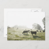 Koeien grazen in het veld in het ochtendlicht. briefkaart (Voorkant / Achterkant)