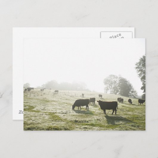 Koeien grazen in het veld in het ochtendlicht. briefkaart (Voorkant / Achterkant)