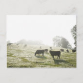 Koeien grazen in het veld in het ochtendlicht. briefkaart (Voorkant)