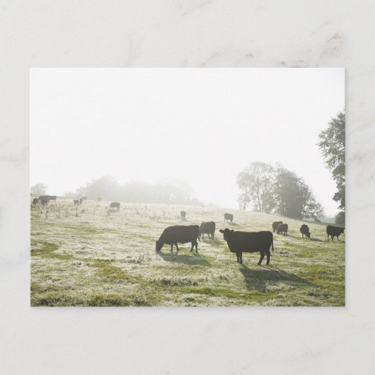 Koeien grazen in het veld in het ochtendlicht. briefkaart (Voorkant)