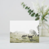 Koeien grazen in het veld in het ochtendlicht. briefkaart (Staand voorkant)