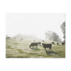 Koeien grazen in het veld in het ochtendlicht.