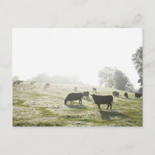 Koeien grazen in het veld in het ochtendlicht. briefkaart