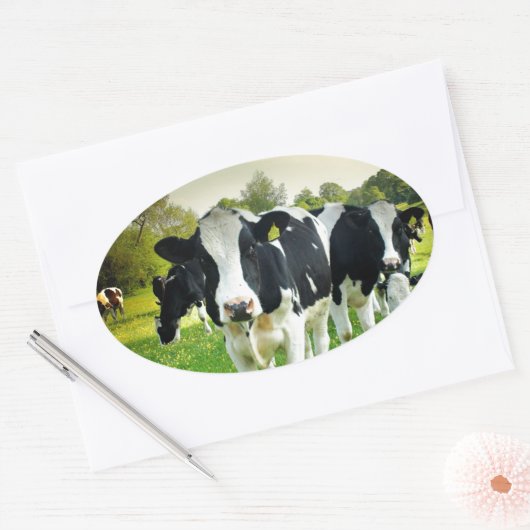 Koeien houden van staren ovale sticker (Envelop)