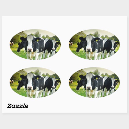 Koeien houden van staren ovale sticker (Vel)