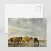 Koeien in de Aelbert Cuyp Briefkaart (Voorkant / Achterkant)
