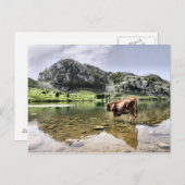 Koeien in de meren van Covadonga, Asturië Briefkaart (Voorkant / Achterkant)