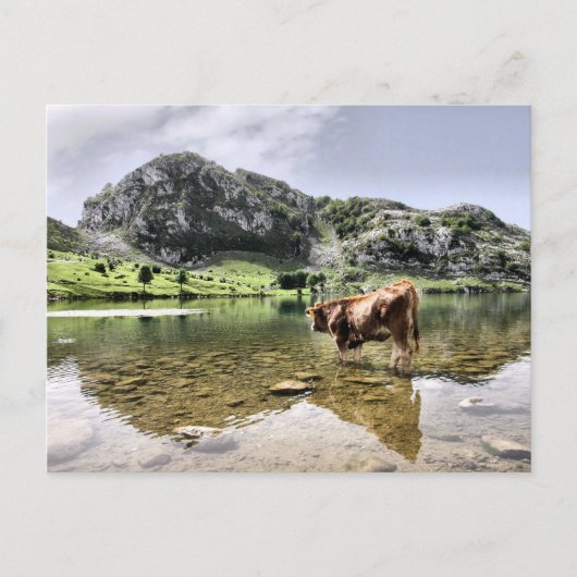 Koeien in de meren van Covadonga, Asturië Briefkaart (Voorkant)