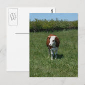 Koeien in de pasta briefkaart (Voorkant / Achterkant)