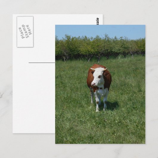 Koeien in de pasta briefkaart (Voorkant / Achterkant)
