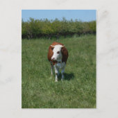 Koeien in de pasta briefkaart (Voorkant)